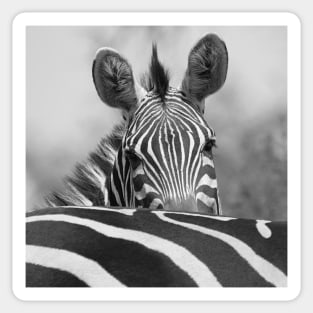 Zebra in Black and White Sticker